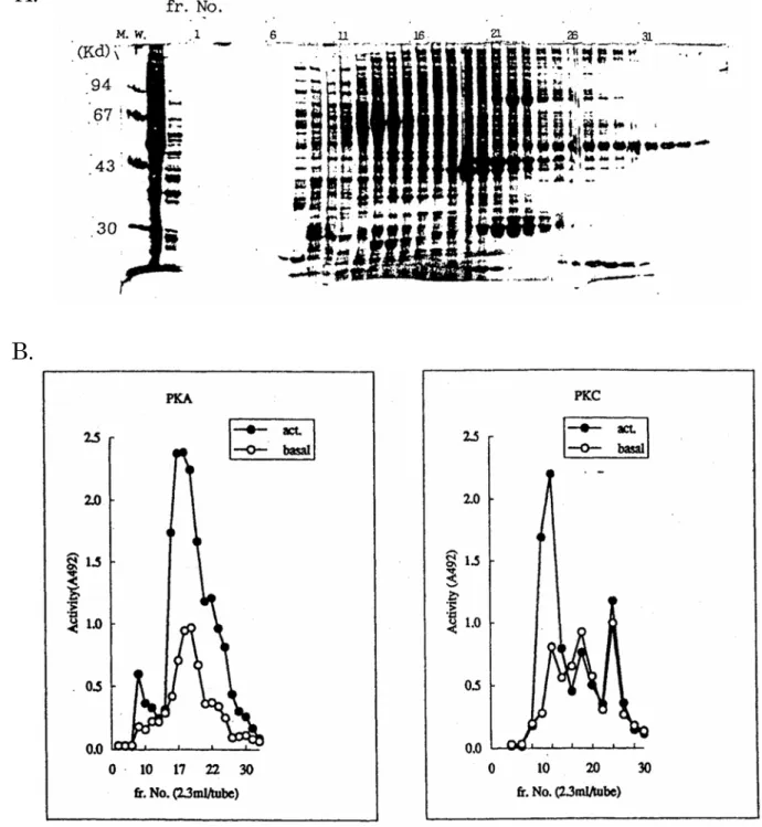 Fig. 4  Elution profiles of cAMP-dependent protein kinase and protein kinase C.  The crude extract from rat brain was applied on a DEAE-cellulose column