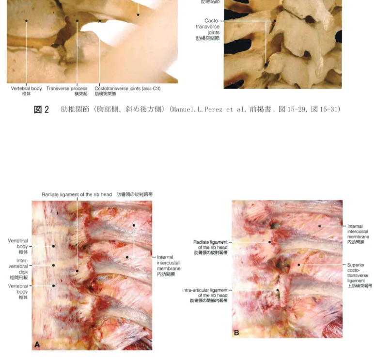 図 3 肋骨頭の靭帯　B では関節内靭帯が観察できるよう放射靭帯が除去されている． （Manuel. L.Perez et al, 前掲書 , 図 15-30 より図、文引用）