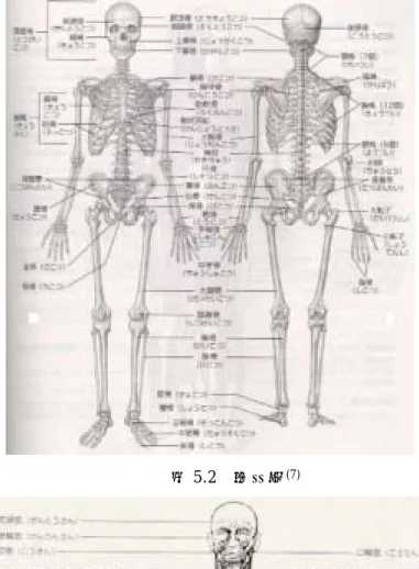 図 5.2 骨格系 (7)                