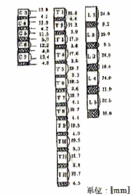 図 5.8 各椎骨と椎間板の長さ (6)                         (a)  椎骨 (10)