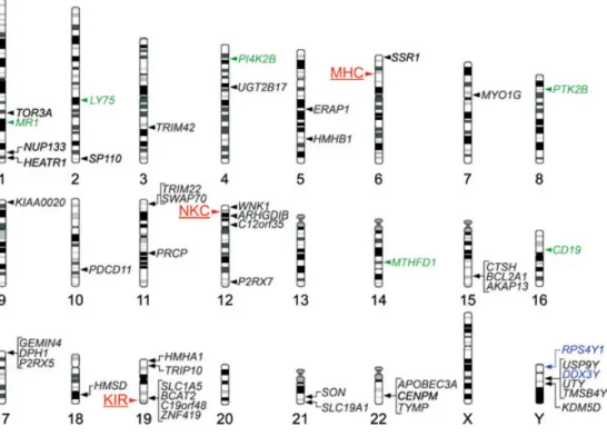 Figure 2 Map of genetic loci that can inﬂuence histocompatibility in the allogeneic hematopoietic cell transplantation (HCT) setting