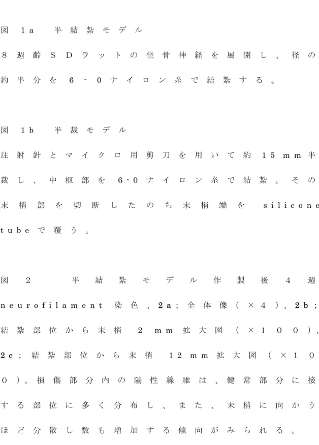 図 1 a     半 結 紮 モ デ ル ８ 週 齢 Ｓ Ｄ ラ ッ ト の 坐 骨 神 経 を 展 開 し 、 径 の 約 半 分 を 6   -   0 ナ イ ロ ン 糸 で 結 紮 す る 。 図 1 b     半 裁 モ デ ル 注 射 針 と マ イ ク ロ 用 剪 刀 を 用 い て 約 1 5   m m 半 裁 し 、 中 枢 部 を 6 - 0 ナ イ ロ ン 糸 で 結 紮 。 そ の 末 梢 部 を 切 断 し た の ち 末 梢 端 を s i l i c o n e   t 