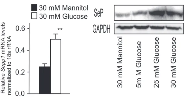 Figure 2. SeP Expression Is Regulated by Glucose, Palmitate, and Insulin