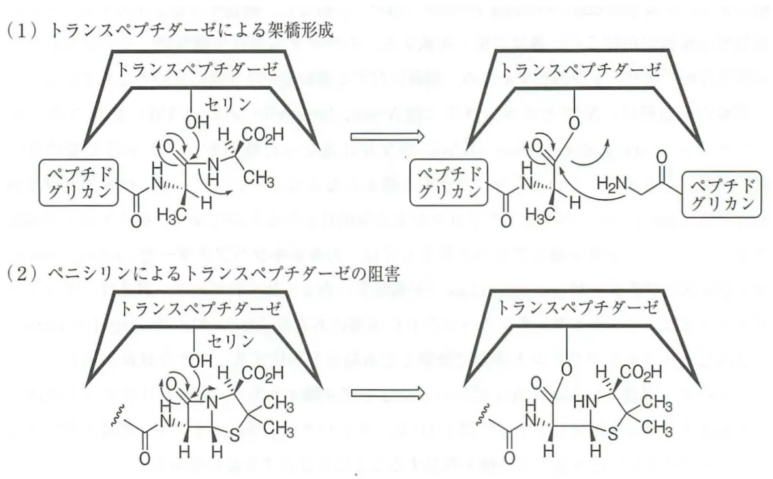 図 7-11-3 ブドウ球菌細胞壁の生合成 一 長 s 比 一 。 penicillin  ペニシ リン 守 主 fJ0 -Ala-D-Ala  図 7-11-4 立体構造の類似性 (1)  トランスペプチダーゼによ る梨僑形成 高幹 :::H (2  ) ペニシリ ンに よるトランスペプチダーゼの阻害 トラ ンスペプチダーゼ /品琵 -P:了京5iγphJ 、人>  現 一oh。図7-11-5β—ラクタムはD-Ala-D-Alaのミミック構造	 トランスベプチダーゼのはたらきとペニシリンによる阻害