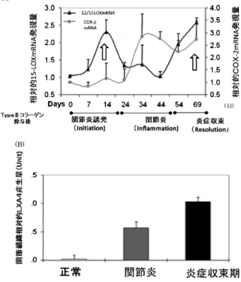 図 4 実験関節炎における Lipoxin A 4 の関与