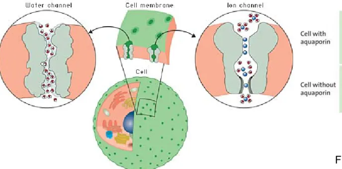 Fig 1. The dividing wall between the cell and the outside  world – including other cells – is far from being an  impervious shell