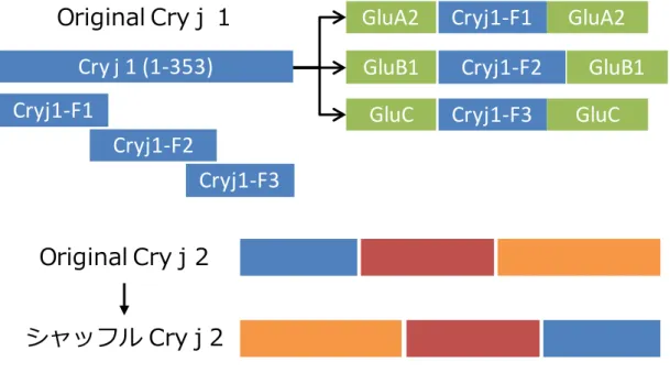 図  4  改 変  Cry j 1-F1 、 -F2 、 -F3  融 合 貯 蔵 タ ン パ ク 質 及 び シ ャ ッ フ ル  Cry j 2  タ ン パ ク 質 の 構 造