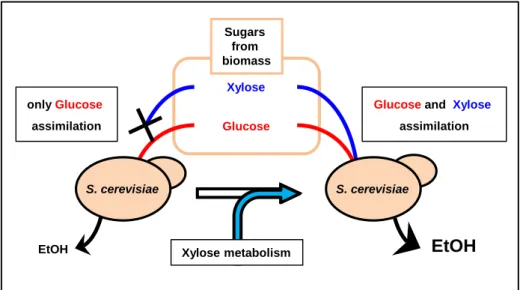 Fig.  52(A). Genetic engineering for xylose assimilating yeast 