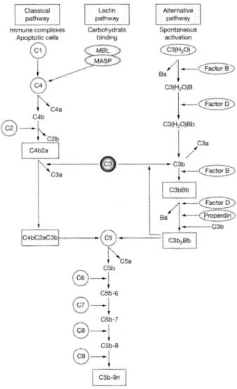 Fig. 1 Three pathways of complement activation 5) .
