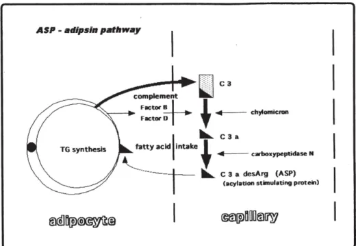 Fig. 6 Chylomicron-rich serum accelerates C3 tick-over by regu- regu-lating the role of Factor H 26) .