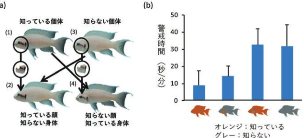 図 2  N. pulcher を対象とした実験の概要（Kohda et al., 2015）。知っている個体と知らない個体の顔と身体 の組み合わせから 4 種類のモデル（a）を作成し，実験個体に呈示した。その結果，身体が知っているかど うかにかかわらず，知っている顔に対する警戒時間は知らない個体に対する警戒時間よりも短かった（b）。