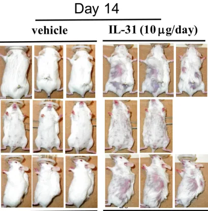 Figure 6  IL-31 投与により誘発された脱毛 