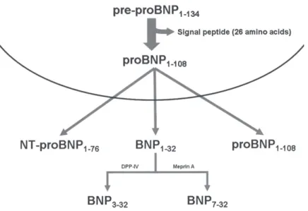 Figure 1. A paradigm for natriuretic peptide synthesis and release. BNP  B-type natriuretic peptide; DPP-IV  dipeptidyl peptidase–IV; NT-proBNP  amino-terminal pro–B-type natriuretic peptide.