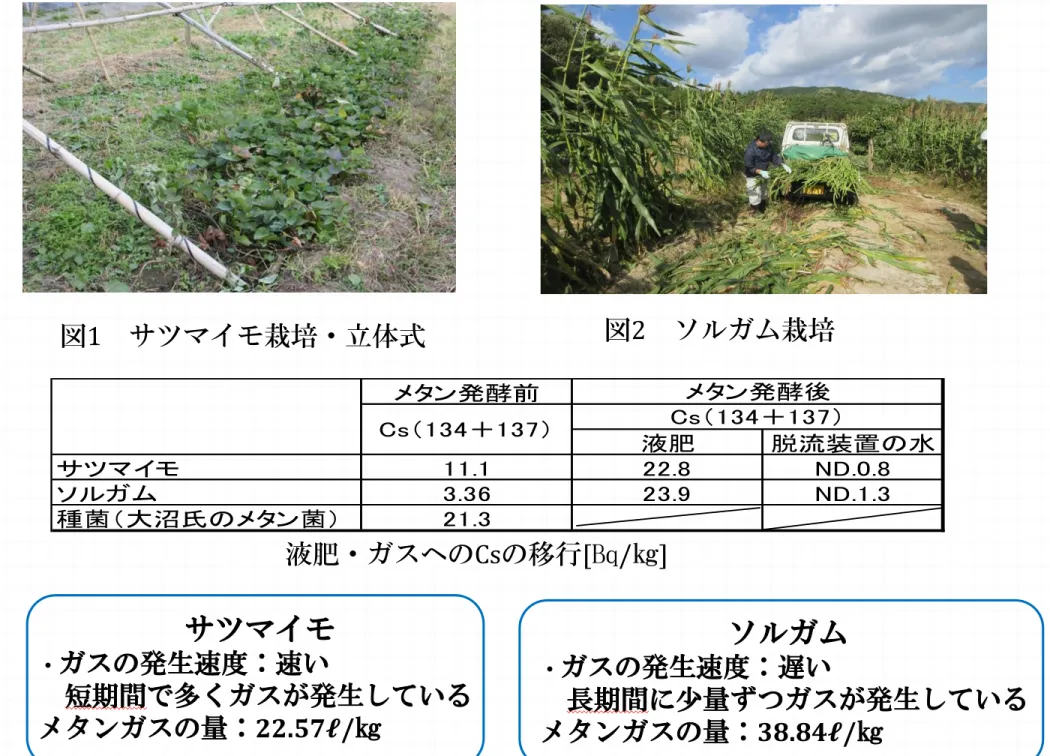 図 1 サツマイモ栽培・立体式 図 2 ソルガム栽培 サツマイモ ・ ガスの発生速度：速い 短期間で多くガスが発生している メタンガスの量： 22.57ℓ/㎏ ソルガム・ガスの発生速度：遅い 長期間に少量ずつガスが発生している メタンガスの量： 38.84ℓ/㎏メタン発酵前液肥 脱流装置の水サツマイモ11.122.8ND.0.8ソルガム3.3623.9ND.1.3種菌（大沼氏のメタン菌）21.3メタン発酵後Cs（134＋137）Cs（134＋137）液肥・ガスへのCsの移行[㏃/㎏]