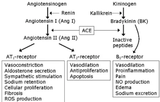 Fig. 1. Two Receptor Subtypes for Ang II in the Renin-Angiotensin System テンシン受容体には数種類存在すると考えられてい る．そのうち構造が明らかにされているものに，タ イ プ 1 受 容 体 （ AT 1 受 容 体 ） と タ イ プ 2 受 容 体 （AT 2 受容体）が知られ，上述した Ang II の心血管 作用は AT 1 受容体を介するものである（Fig