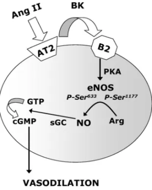 Fig. 11. EŠects of Receptor Antagonists and Protein Kinase Inhibitors on Ang II-Induced Contractile Response of Aortic Rings