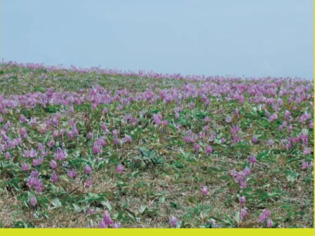 表 紙 の こ と ば   カタクリ（ ユリ科 ）   山林中に生える多年生草で、古名をカタカゴといい“かたむいた 籠状の花”という意味です。下向きで花弁がそりかえる形から連想 したものでしょう。早春、地中深くにある鱗茎から、何年もの間たっ た 1 枚の葉を出し、花を咲かせるほどに鱗茎が成長すると、2 枚の葉 を出し、１本の茎にたったひとつの花をつけます。淡い紅紫色の花 で、中央にサクラ形の紋のある愛らしい形をしており、早春の船通 山の頂上一帯を彩ります。  県内でも、船通山の頂上のような群生は珍しいのです