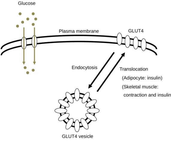Fig 2-1. Regulated translocation of GLUT4 in skeletal muscle and adipocyte membrane GLUT4 Translocation (Adipocyte: insulin) Plasma membrane GLUT4 vesicle Glucose Endocytosis (Skeletal muscle:  (contraction and insulin) 