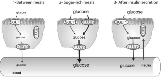 Fig 2-2. Regulated translocation of GLUT2 in foodfacing enterocyte membrane（Leturque  A, 2009）