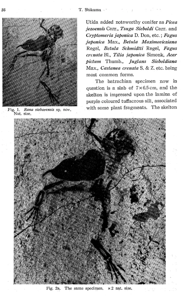 Fig. 1. Rand siobarensis.sp. nov.