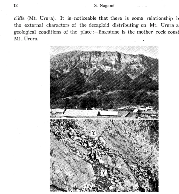 Fig. 3. Upper : Mt. Urera. Lower: Chrysanthemum yezoense (Y)