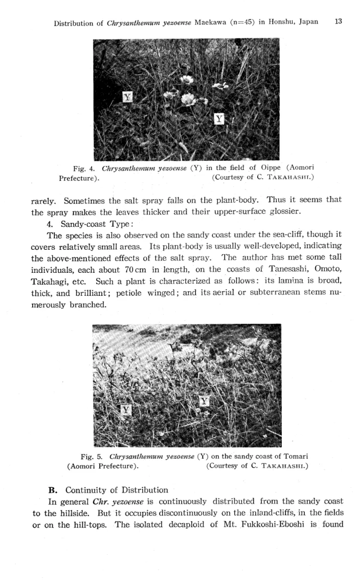 Fig. 5. Chrysanthemum yezoense (Y) on the sandy coast of Tomari