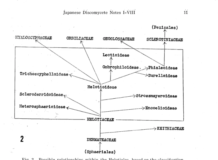 Fig. 2. Possible relationships within the Helotiales, based on the classi丘cation