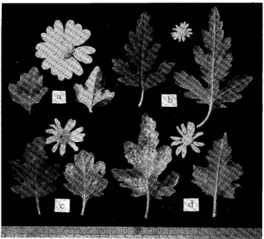 Fig. 5. Hybrids (c, d) between C. Makinoi (a) and C･ boreale (b). c, C.