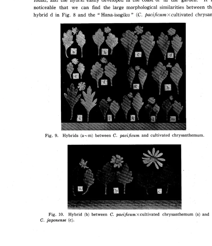 Fig. 9. Hybrids (a‑m) between C. pacij;Gum and cultivated chrysanthemum.