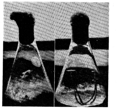 Fig. 1. Mycelia cultured on a malt extract medium.