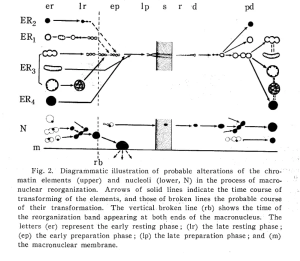 Fig. 2. Diagrammatic illustration of probable alterations of the chro‑