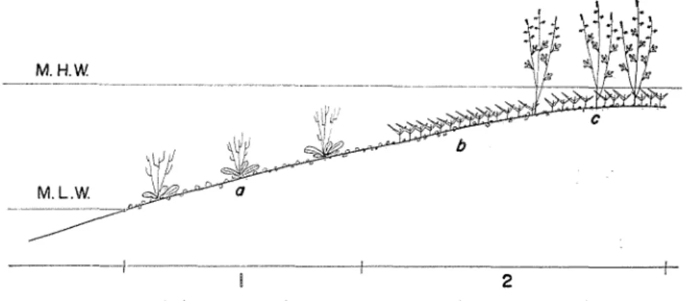 Abb. 9. Der             l2 Bestand des Limonietum tetragoni (1) und des  sinicae nipponicae (2) auf kiesigern Standort