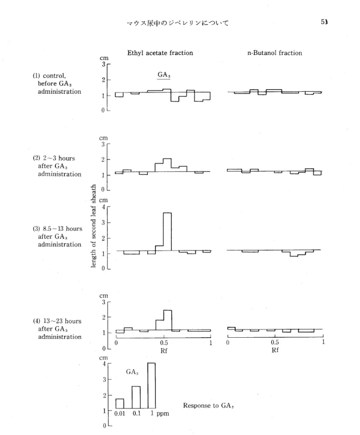 Fig. 1. Gibberellin in the urine of the mouse that was orally given GAS.