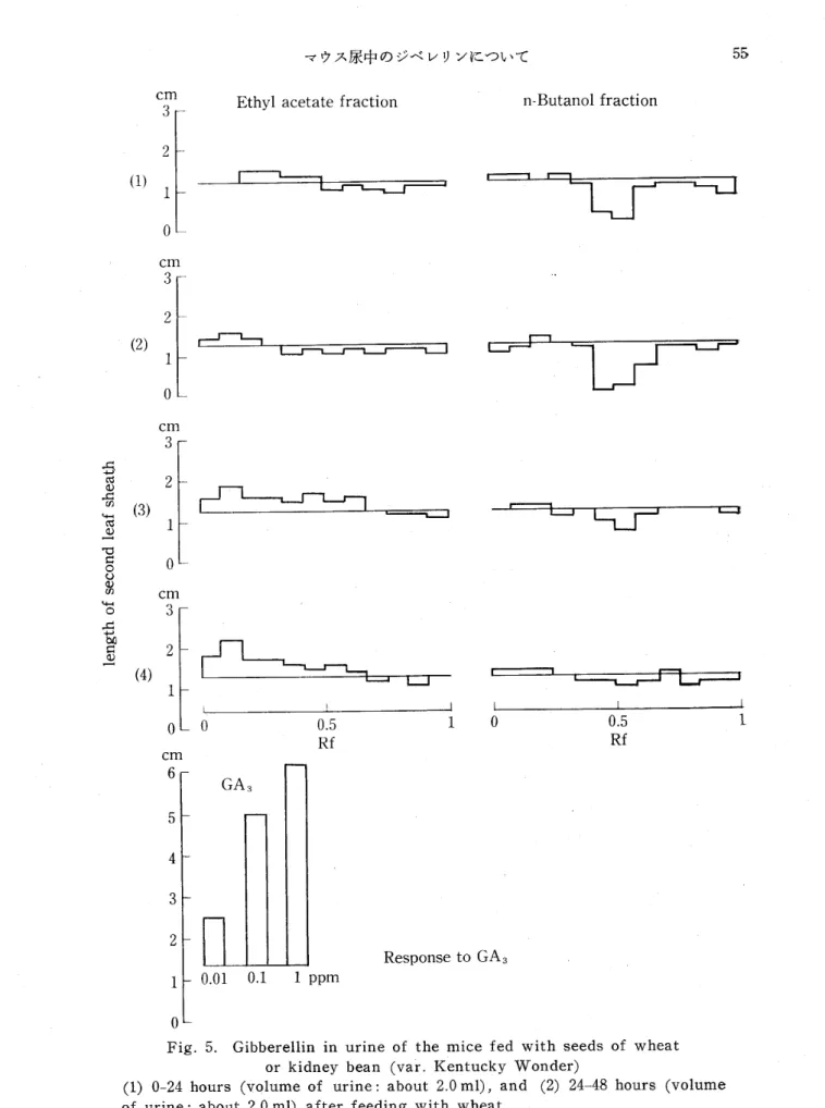 Fig. 5. Gibberellin in urine of the mice fed with seeds of wheat