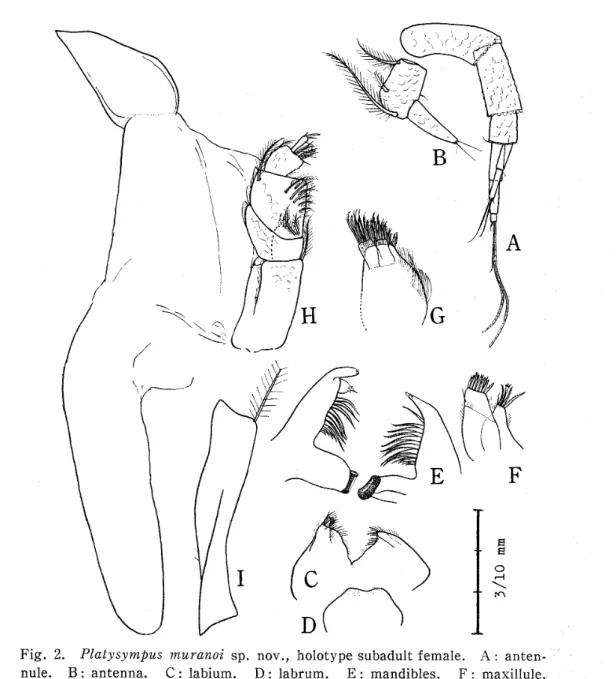Fig. 2. Platysympus muranoi sp. nov.,
