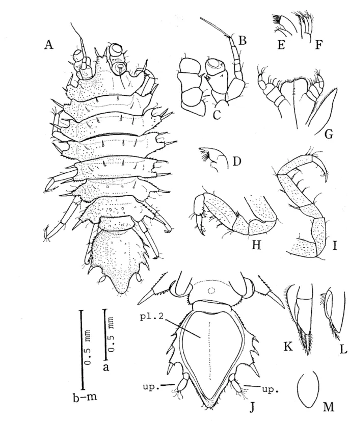 Fig. l. Janirella bicornis sp･
