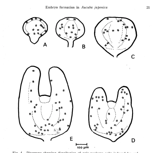 Fig. 4. Diagrams showing distribution of poly‑nucleate