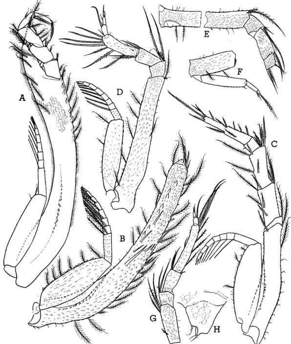 Fig. 2. Bathycuma rotunditectorum sp. nov., holotype immature male. A, third maxilliped; B, basis offirst peraeopod; C, second peraeopod; D, third peraeopod;