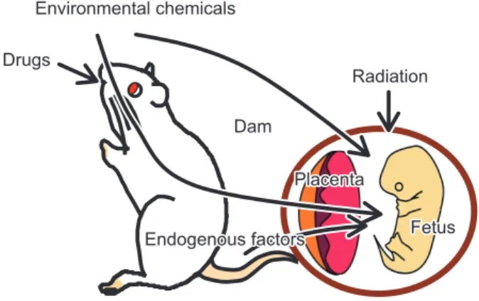 Fig. 1  Toxicity in pregnant animals.Environmental chemicalsDrugs RadiationPlacenta FetusEndogenous factorsEnvironmental chemicalsDrugsRadiationDamPlacentaFetusEndogenous factors 胎盤の構造と機能 げっ歯類とヒトの胎盤はともに，子宮内膜組織の 間質細胞が増殖して胎児絨毛上皮に対面して脱落膜 を形成する「脱落膜胎盤」である。また，絨毛