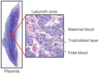 Table 1. Apoptosis induction in mouse or rat placenta