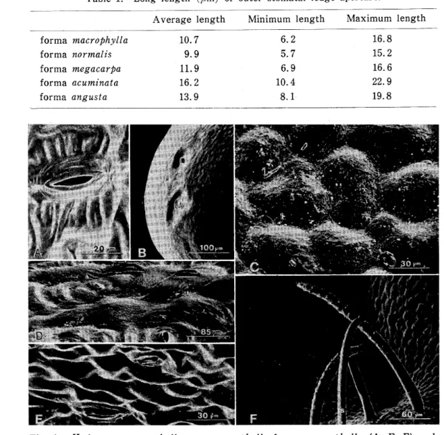 Table 1. Long length (〃m) of outer stomatal ledge aperture･