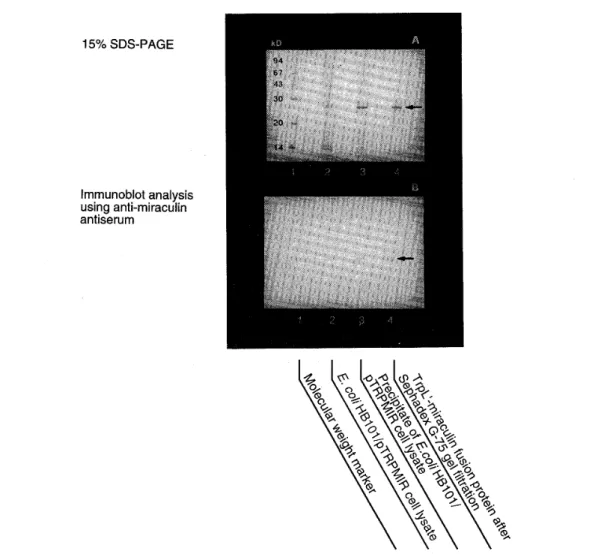 Fig. 6. Purification of TrpL･‑miraculin fusion protein･ The protein indicated by an arrow represents TrpL'‑miraculin fusion protein･