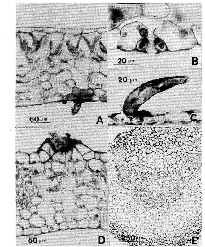 Fig. 2. H. macrophylla var. megacaゆa forma megacaゆa