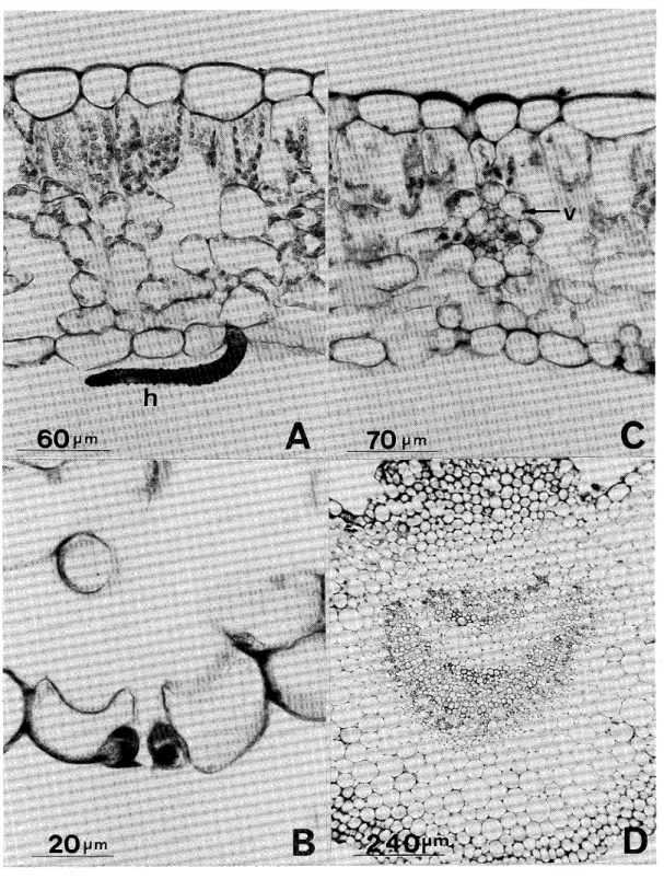 Fig. 3. H. mac710Phylla var･ acuminata forma acuminata