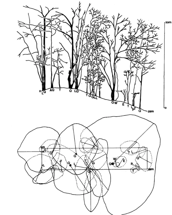 Fig. 3. Profile diagram and crown projection diagram of A belt‑transect in the forest of Q