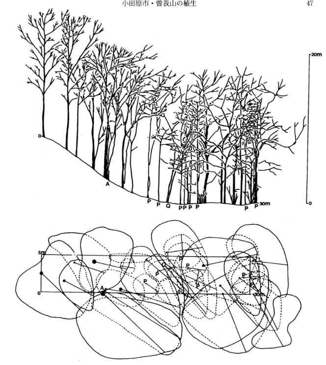 Fig. 5. Profile diagram and crown projection diagram of C belt‑transect in the forest of Q