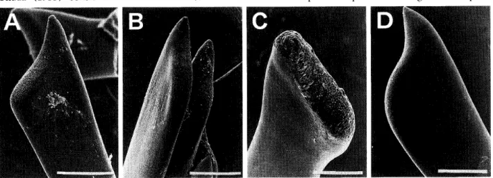 Figure 14. Length of each notopodium of region‑A of Pacific C丑aetoptcms. A, C. gTegaTIus (average of 9 type specimens) ;