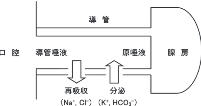 Fig． １ 唾液腺導管部におけるイオンの再吸収機構