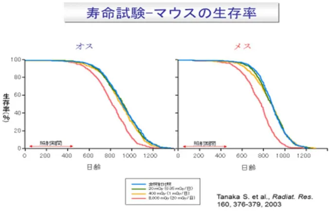 図 2  3 種類の低線量率のガンマ線長期照射マウスによる寿命短縮 