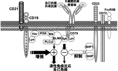 図 1 B 細胞シグナルの制御．B 細胞抗原受容体からのシグナルは，CD19 をはじめとする正の反応制御分子によって増強され， 一方 CD22 などの負の反応制御分子によって抑制される．このバランスによって適正な液性免疫反応が生じるが，バラン スがくずれると自己免疫を誤って誘導してしまう．PI3K は phosphatidylinositol 3kinase を，PLCg2 は phospholipase Cg2 を，BLINK は B cell linker protein を，SHP1 は src 